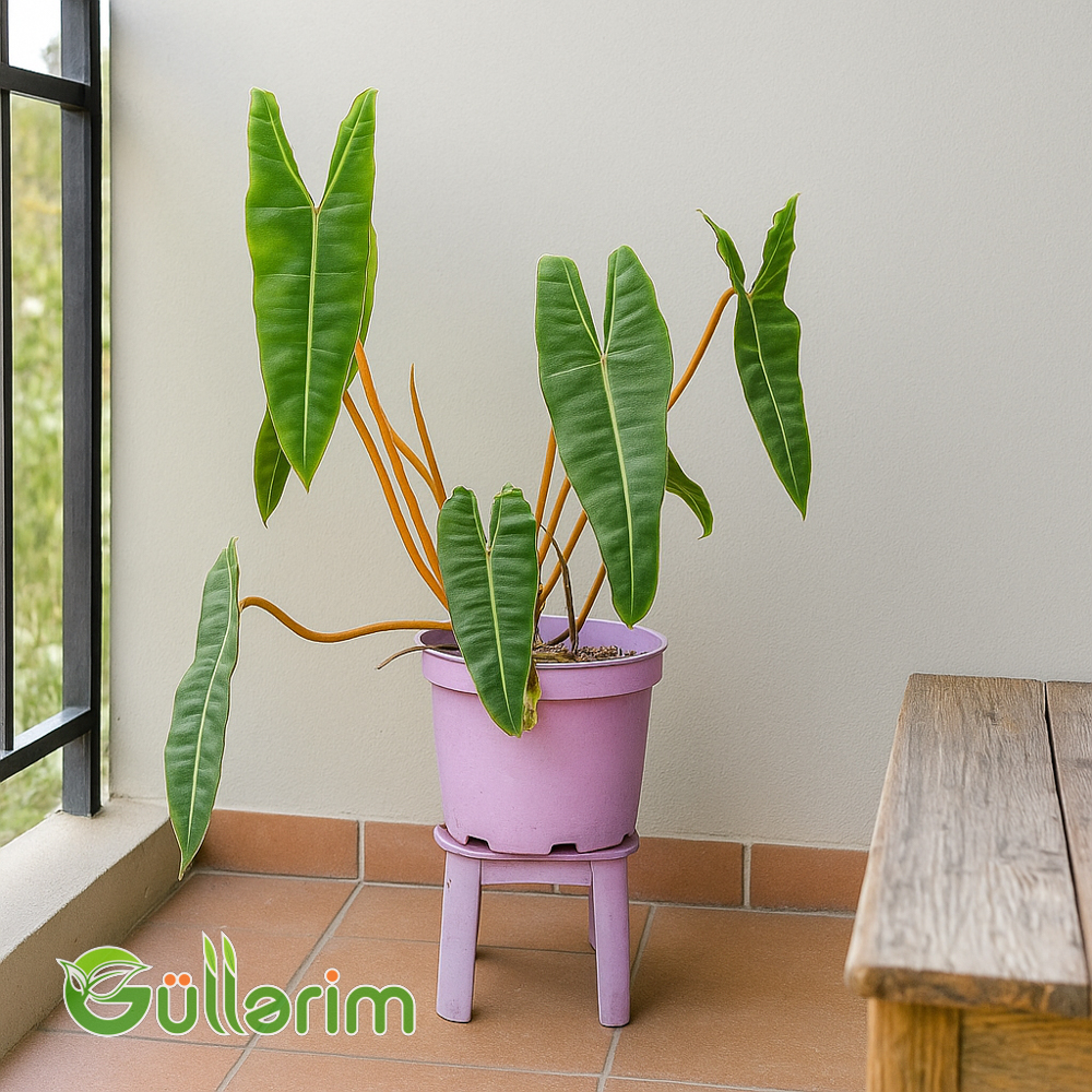 Alocasia (Alokaziya)