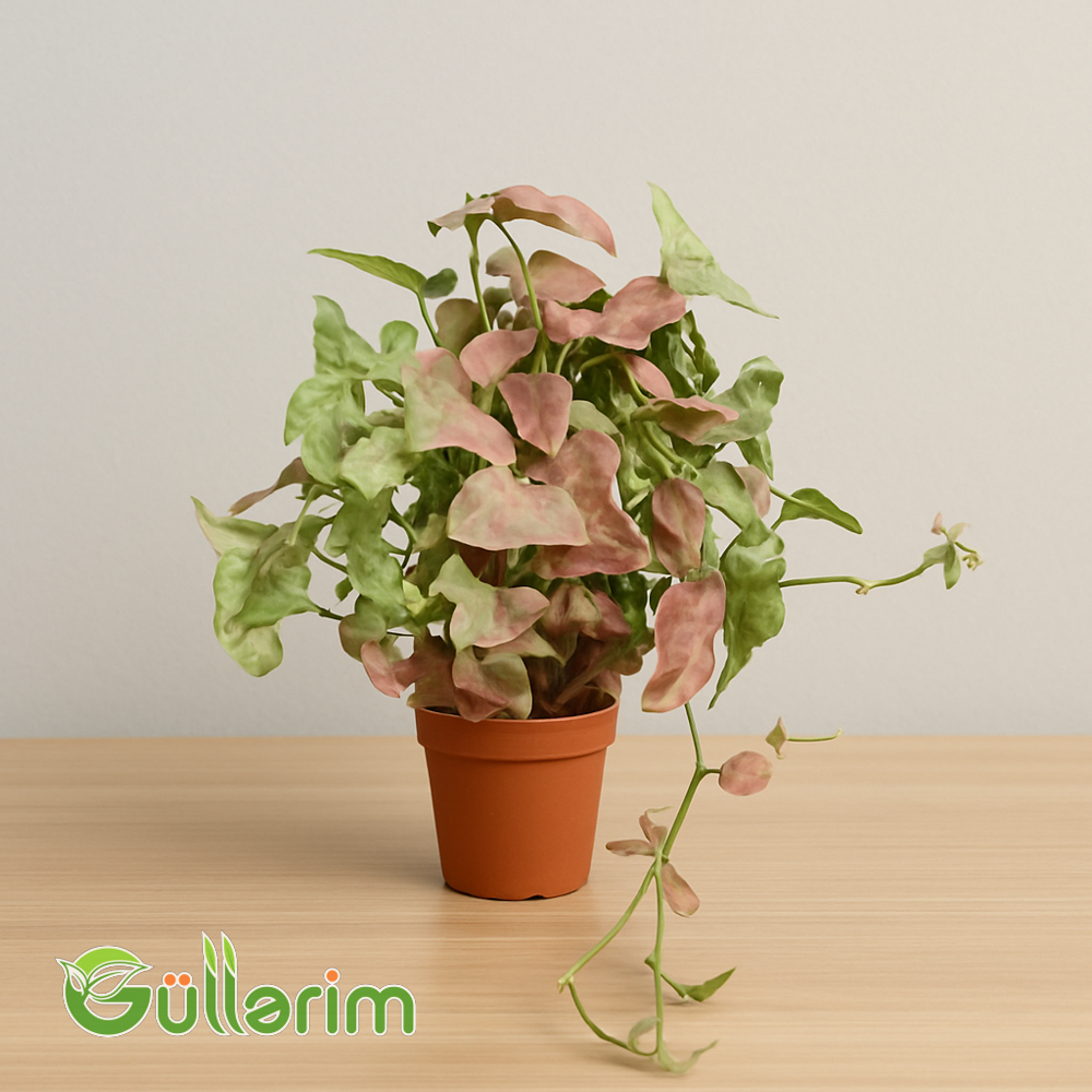 Syngonium podophyllum(Syngonium )