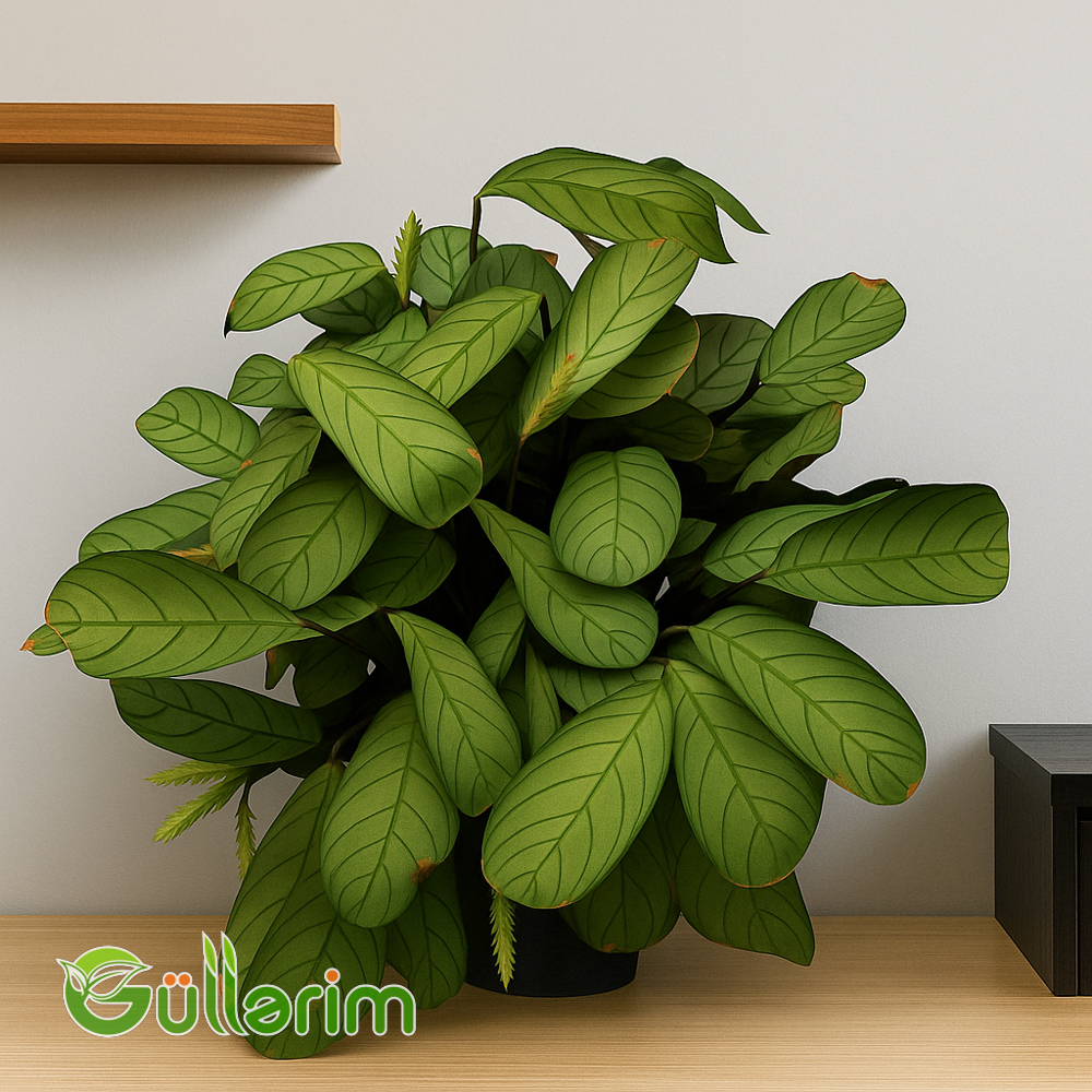 Prayer Plant (Dua Bitkisi )