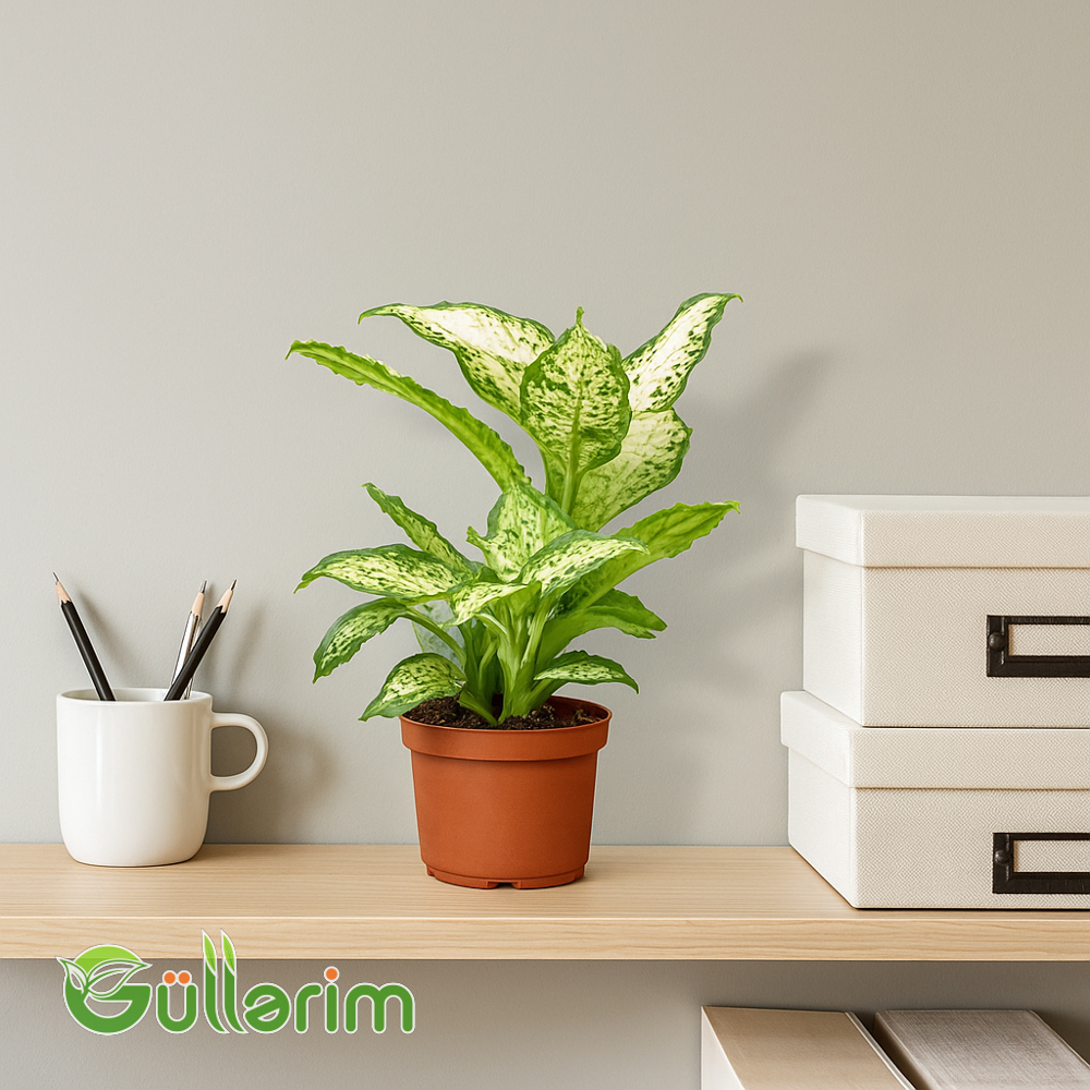 Dieffenbachia (Difenbaxiya)