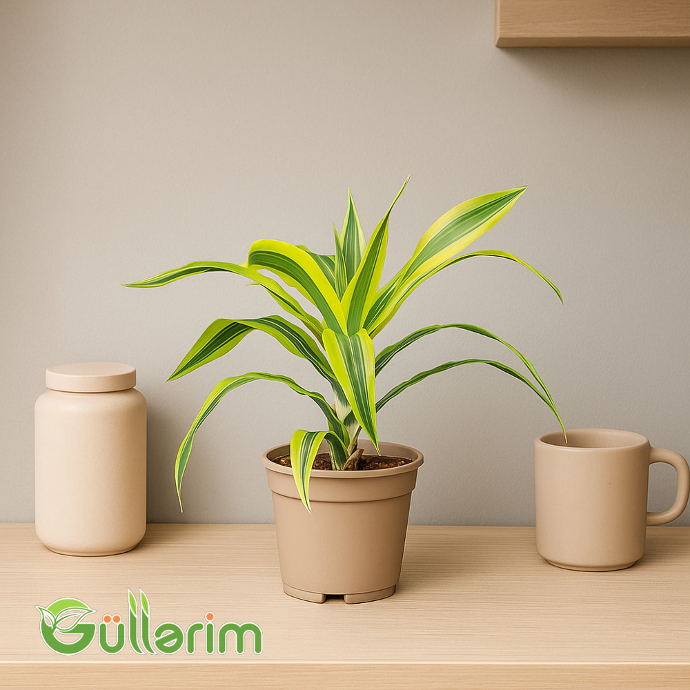 Dracaena Limon Lime