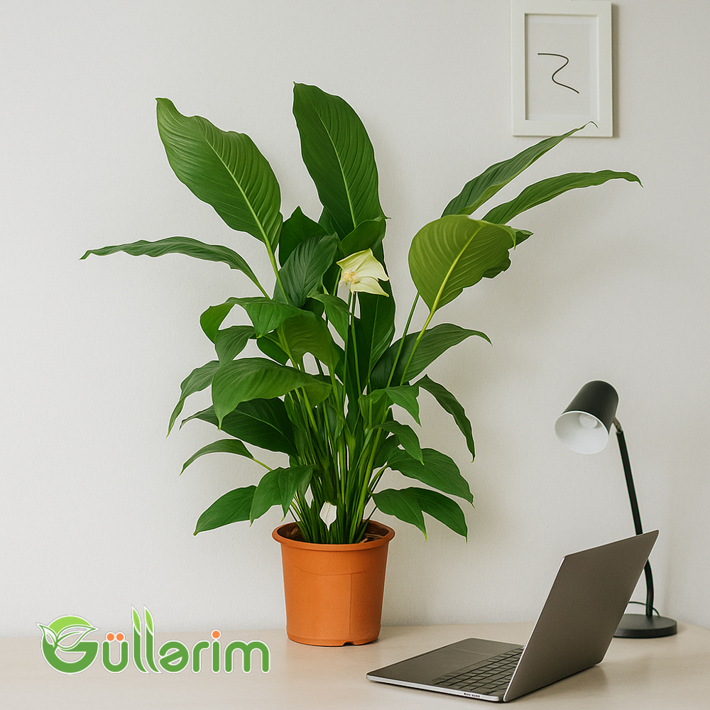 Spathiphyllum (Spatfelium)