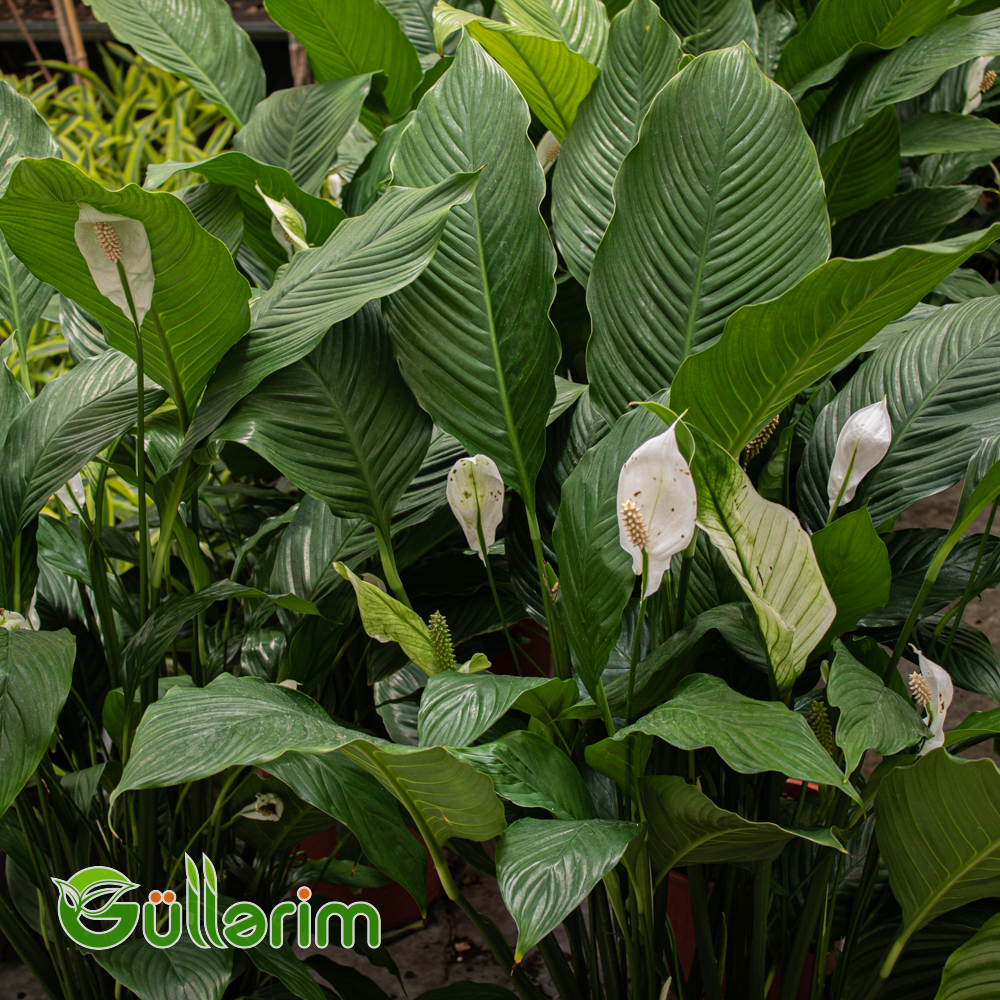 Spathiphyllum (Spatfelium)