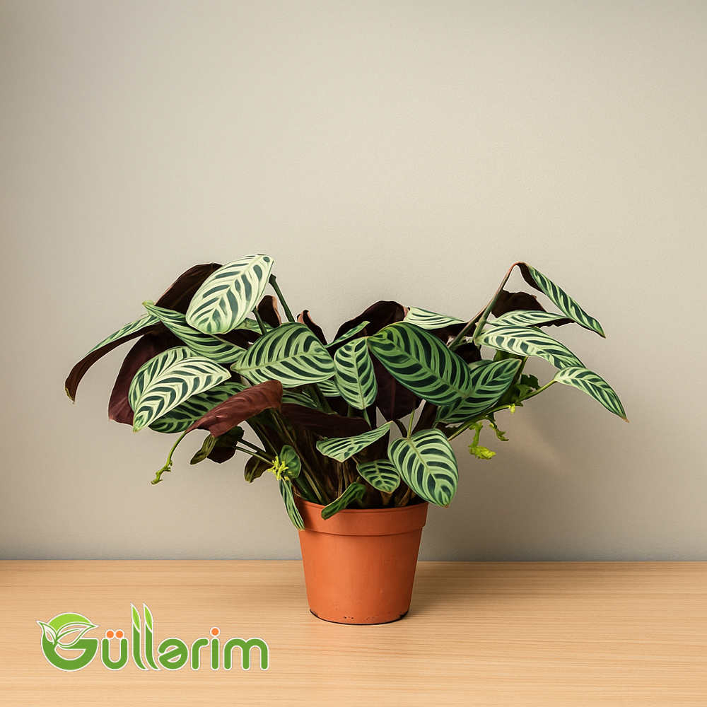 Prayer Plant (Namaz bitkisi)