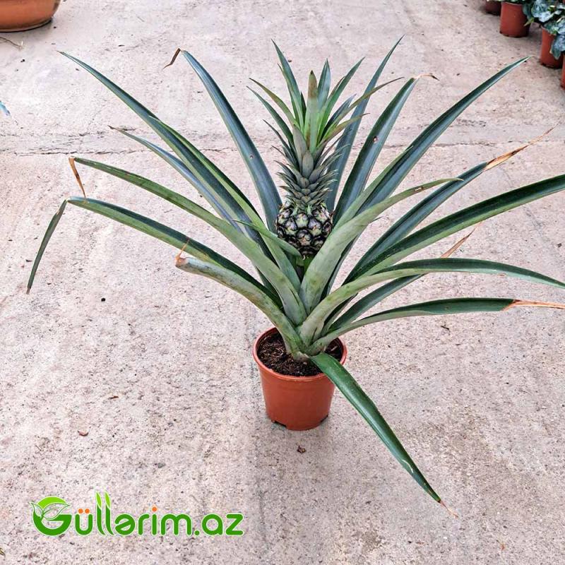 Ananas Bitkisi (Ananas comosus)