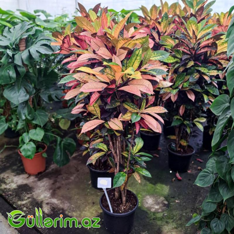 Kroton (Codiaeum variegatum)