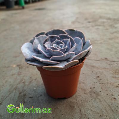Sukulent (Boz Echeveria)