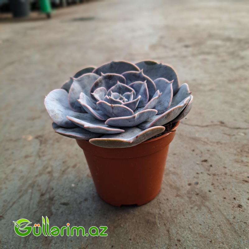 Sukulent (Boz Echeveria)