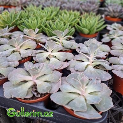 Sukulent (Ağ Echeveria)