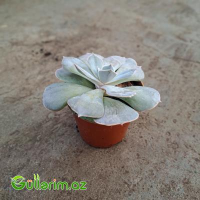 Sukulent (Ağ Echeveria)