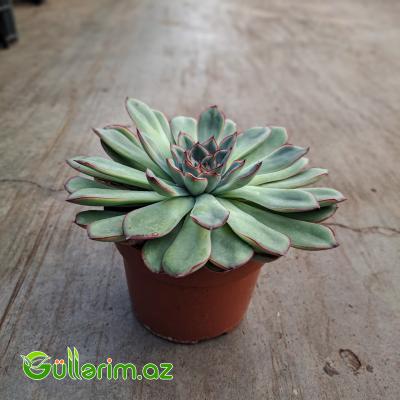 Sukulent (Boz-yaşıl Echeveria)