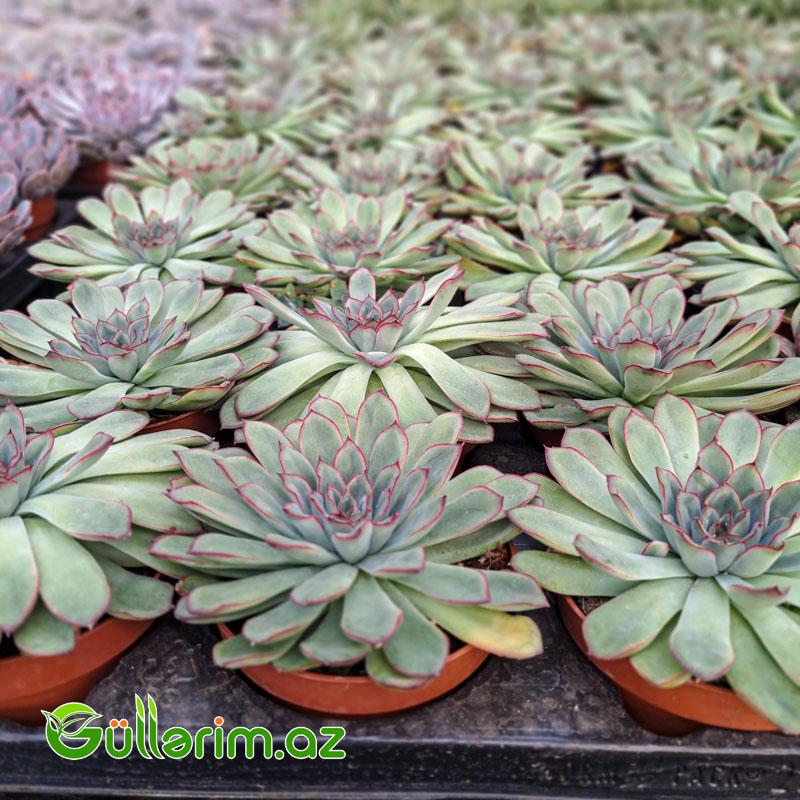 Sukulent (Boz-yaşıl Echeveria)
