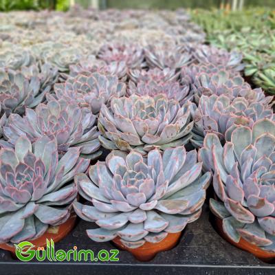 Sukulent (Mavi Echeveria)