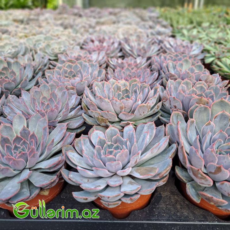 Sukulent (Mavi Echeveria)