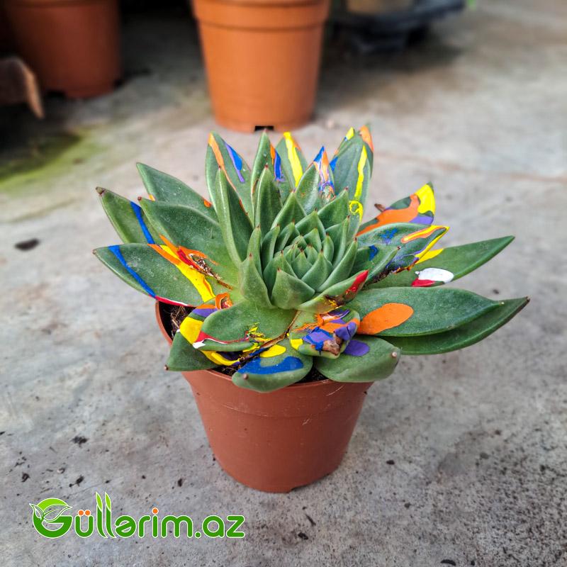 Sukulent (Rəngli Echeveria)