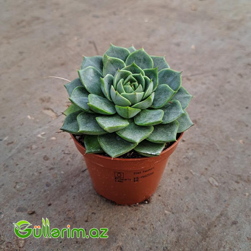 Sukulent (Yaşıl Echeveria)