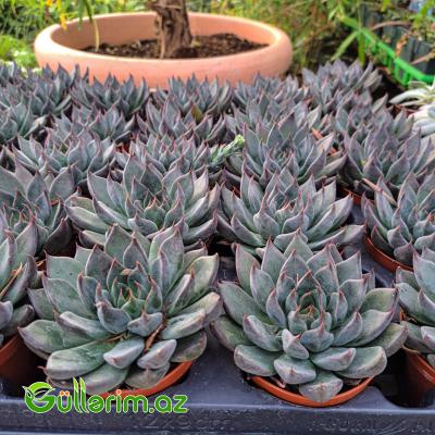 Sukulent (Boz Echeveria)