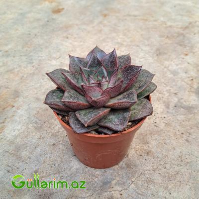 Sukulent (Qara Echeveria)