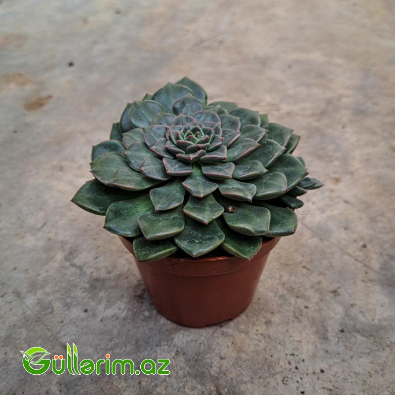 Sukulent (Yaşıl Echeveria)