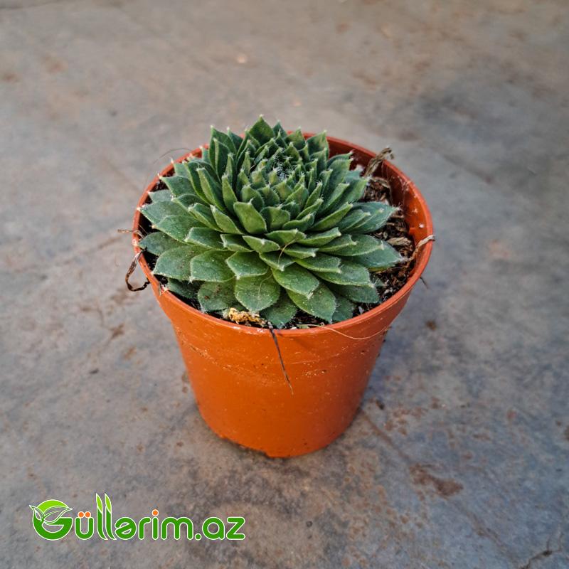 Sukulent (Dağ gülü)