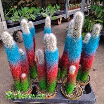 Rəngli boyalı kaktus (Dekorativ kaktus)