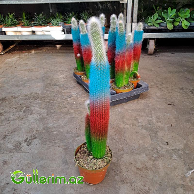 Rəngli boyalı kaktus (Dekorativ kaktus)