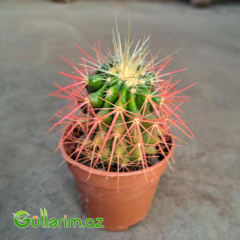 Ferokaktus (Ferocactus latispinus)