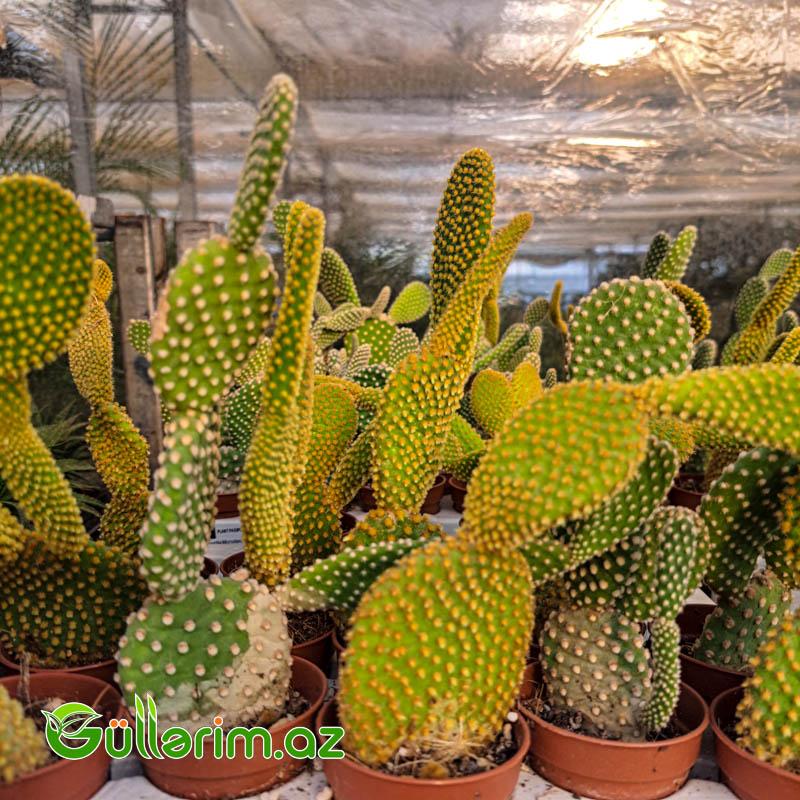 Opuntia microdasys (Dovşan qulağı kaktusu)