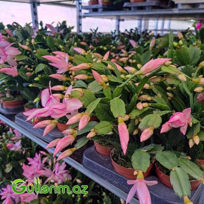 Dekabr çiçəyi (Schlumbergera truncata)