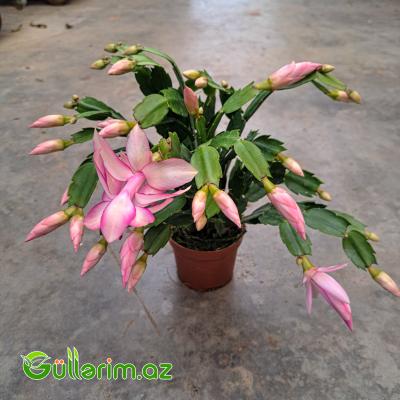 Dekabr çiçəyi (Schlumbergera truncata)