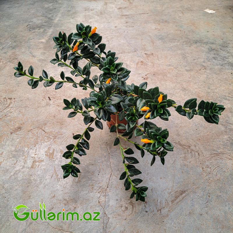 Qızıl balıq çiçəyi (Nematanthus gregarius)