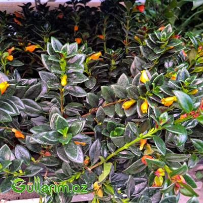 Qızıl balıq çiçəyi (Nematanthus gregarius)