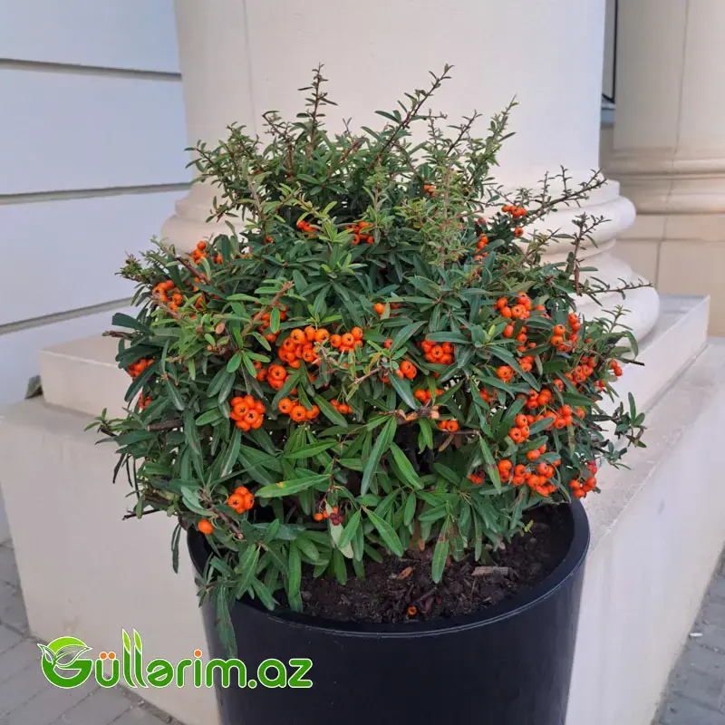 Pyracantha Orange (Atəşkol Ağacı)