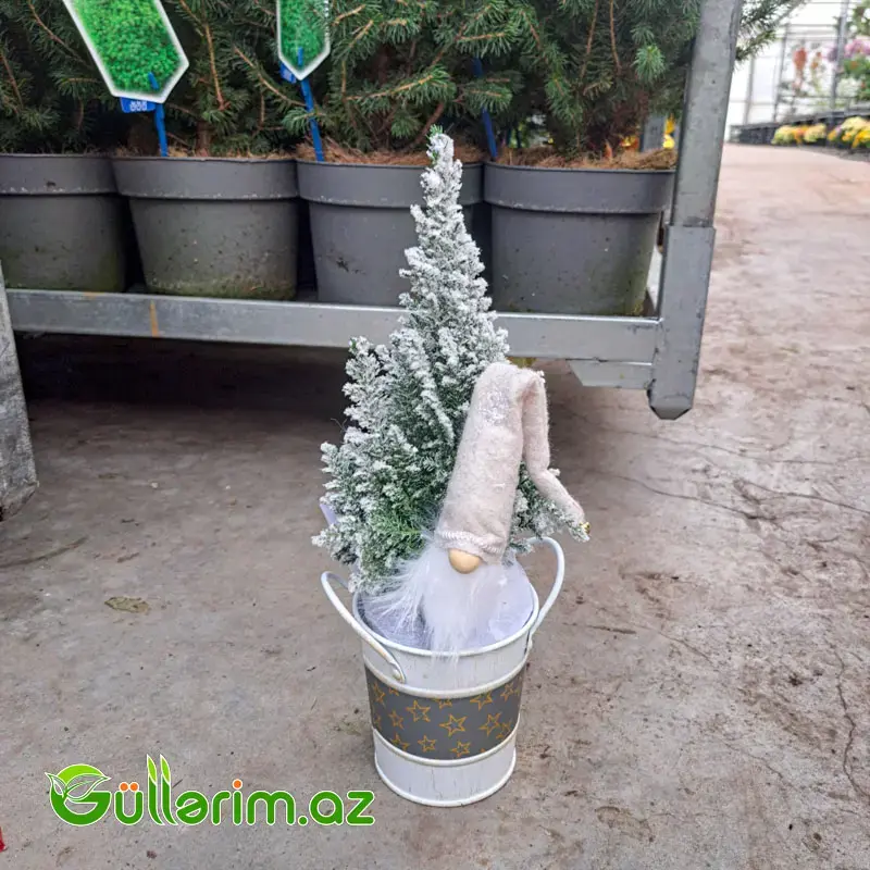 Mini şam ağacı (Mini Yolka)