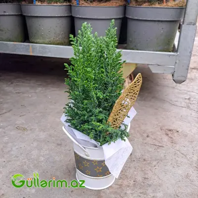 Mini şam ağacı (Mini Yolka)