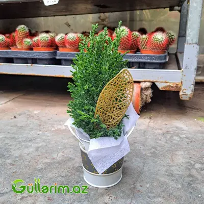 Mini şam ağacı (Mini Yolka)