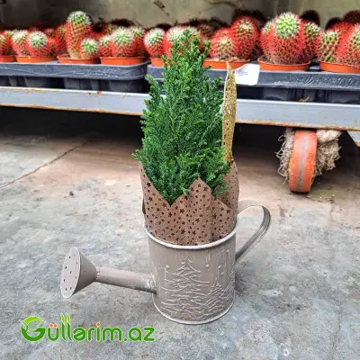 Mini şam ağacı (Mini Yolka)