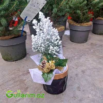 Mini şam ağacı (Mini Yolka)