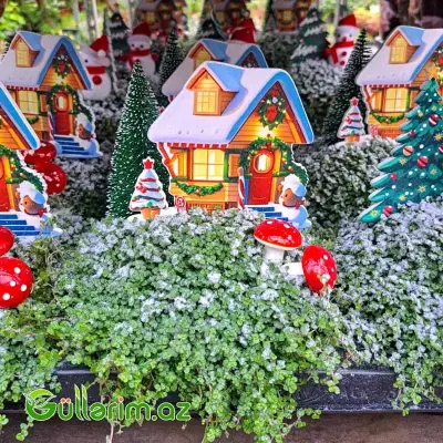 Mini şam ağacı (Mini Yolka)