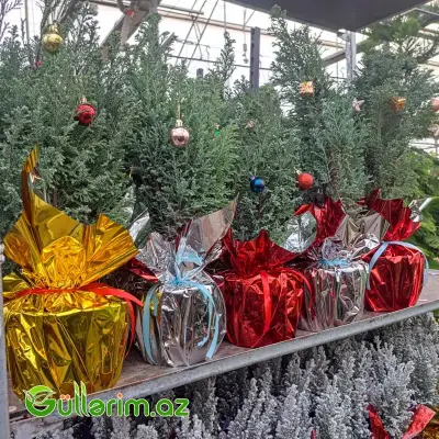 Mini şam ağacı (Mini Yolka)