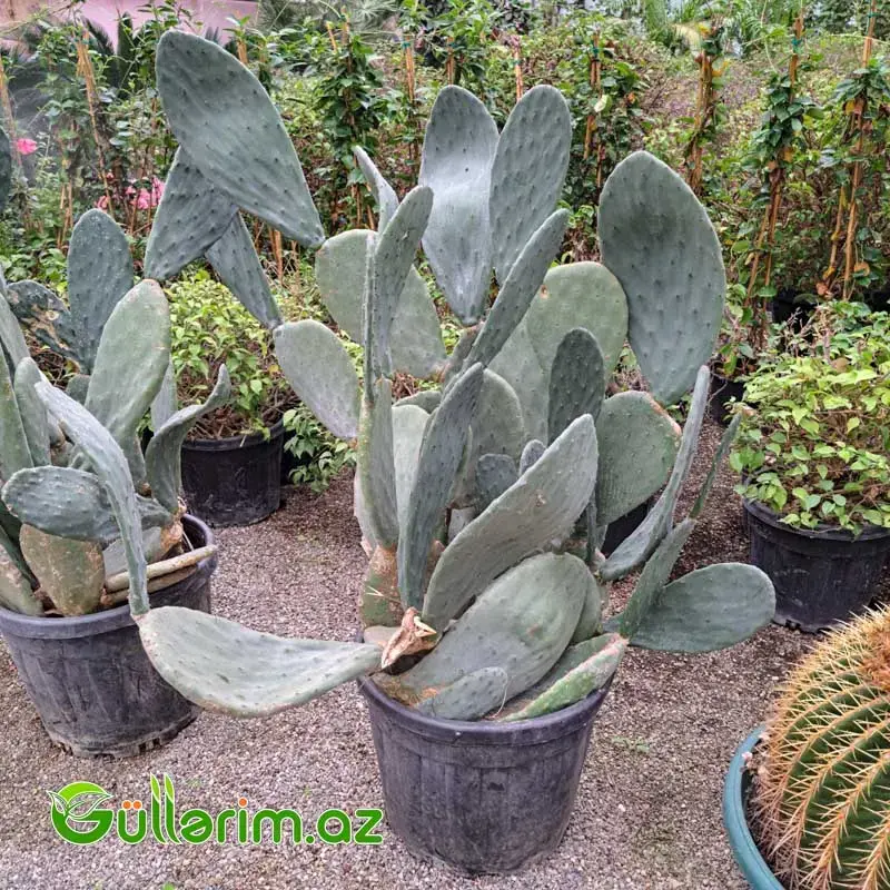 Opuntia Big Form (Nopal Kaktusu) – İri Dekorativ Kaktus