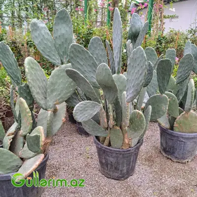 Opuntia Big Form (Nopal Kaktusu) – İri Dekorativ Kaktus