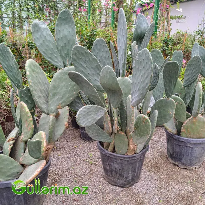 Opuntia Big Form (Nopal Kaktusu) – İri Dekorativ Kaktus