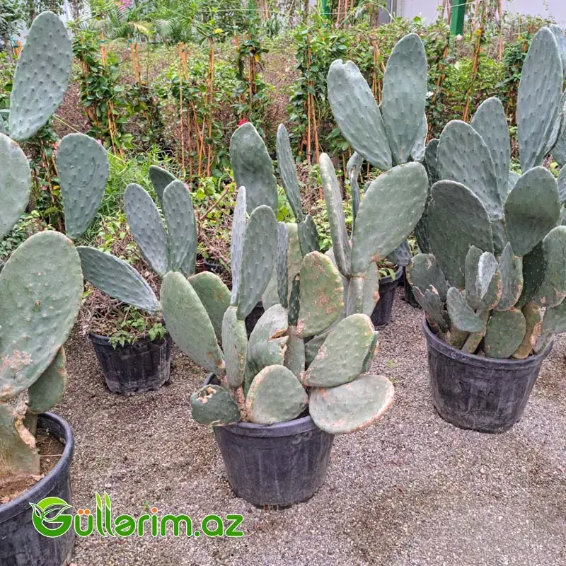 Opuntia Big Form (Nopal Kaktusu) – İri Dekorativ Kaktus