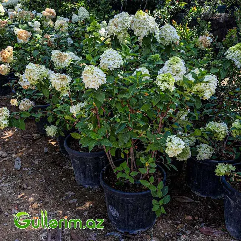 Hydrangea paniculata (Ağ Hidrangea)