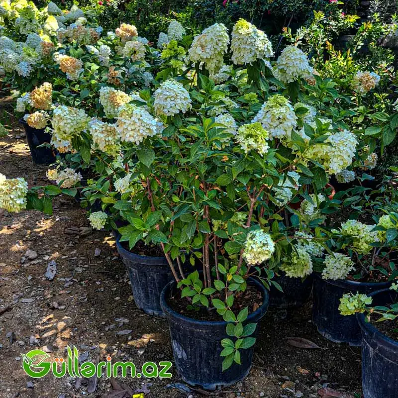 Hydrangea paniculata (Ağ Hidrangea)