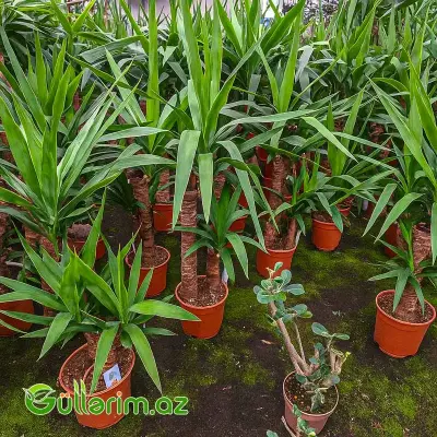 Yucca Elephantipes – Yukka