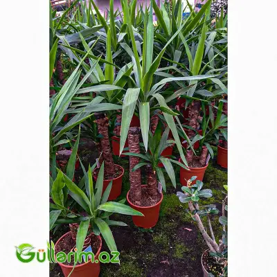 Yucca Elephantipes – Yukka