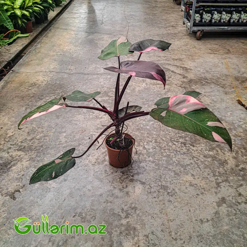 Philodendron (Filodendron)
