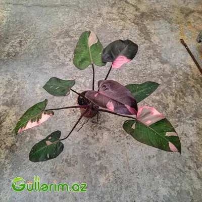 Philodendron (Filodendron)